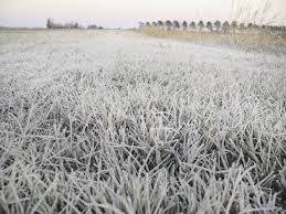 EN EL CAMPO GUANAJUATENSE: LLUVIAS TEMPRANERAS, FRENTES FRÍOS Y HELADAS PERJUDICAN LOS CULTIVOS.