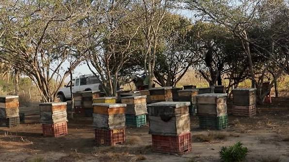 APICULTURA EN GTO:PROTECTOR DE LA BIODIVERSIDAD Y ALTO APORTE A LA NUTRICIÓN
